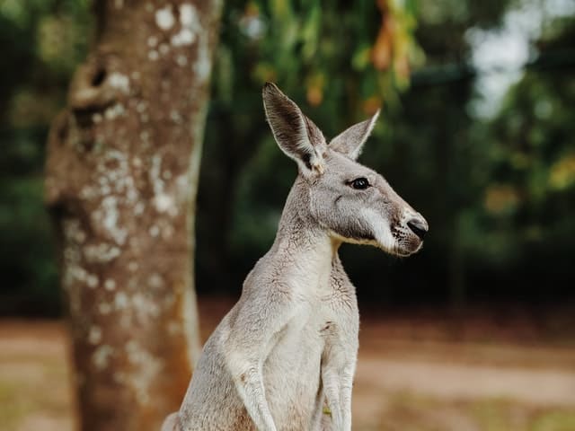 13 Best Places to Watch Kangaroos